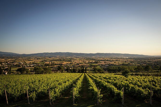 Balsamic Vinegar, Olive oil and Organic Winery Tour in Assisi with tasting - Stop 1: Tili 21 and your first taste of the vinegar story