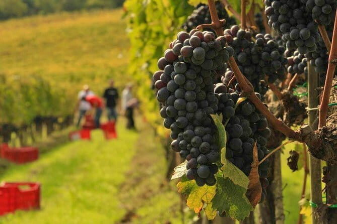 Brunello and Nobile, Wine Lover Tour Montalcino and Montepulciano - Key Points You’ll Care About
