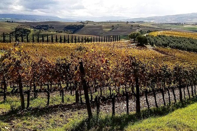 Brunello Wine Tour and Val D'Orcia Landscape - Price and Value: What $266.51 Buys You Here