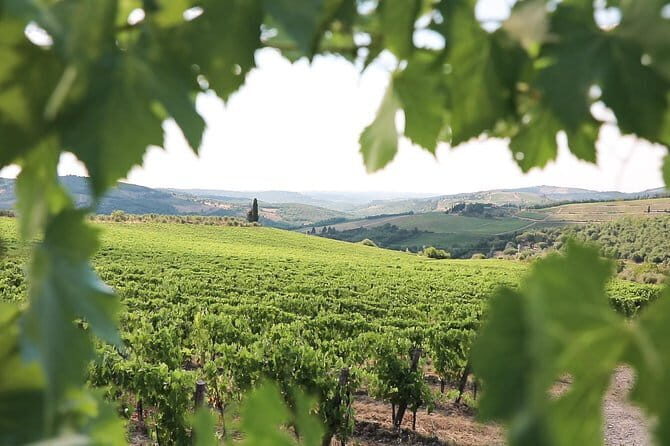 Chianti Wine Tour from Florence - My Booking Recommendation: Should You Go?