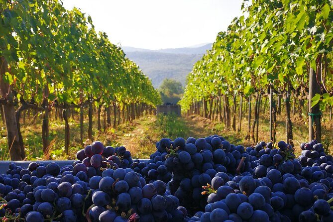 Discover Sustainable Wines in a Guided Tour and Tasting - Who this tour fits best (and who should rethink it)