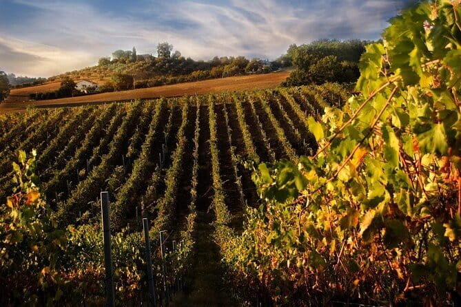 Exclusive Private Tuscany Wine Tour & Food Pairing Session - Transport comfort and timing: the good, the not-so-perfect