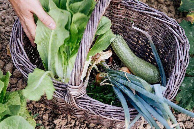 Farm To table Experience on an organic hilltop estate in Tuscany - Price and value: what $193.50 gets you
