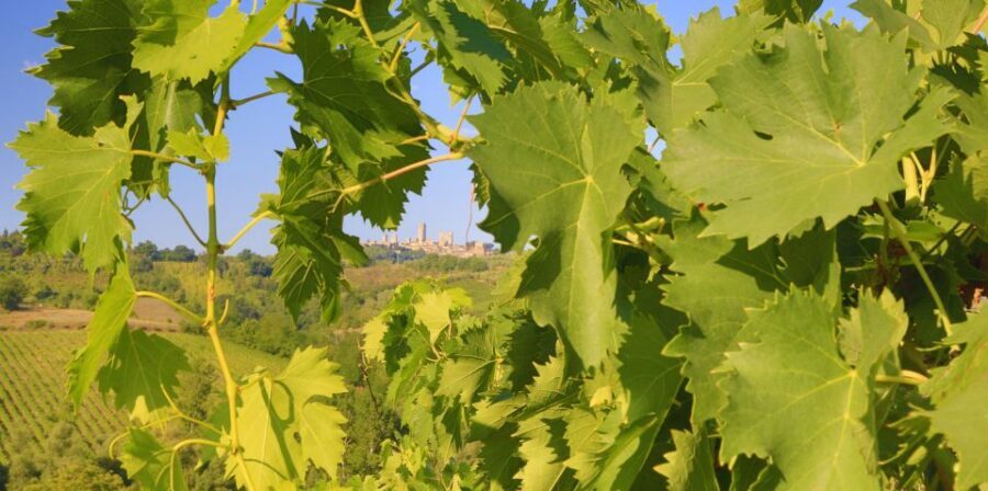 Florence: Chianti Villages, San Gimignano and Winery Tour - Two Wine Stops Feel Like a Full Day of Learning
