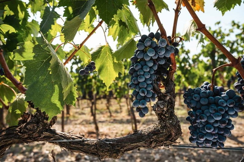 Florence: Chianti Vineyards Tour with Wine Tasting & Dinner - Hosts and group size: why this tour feels social