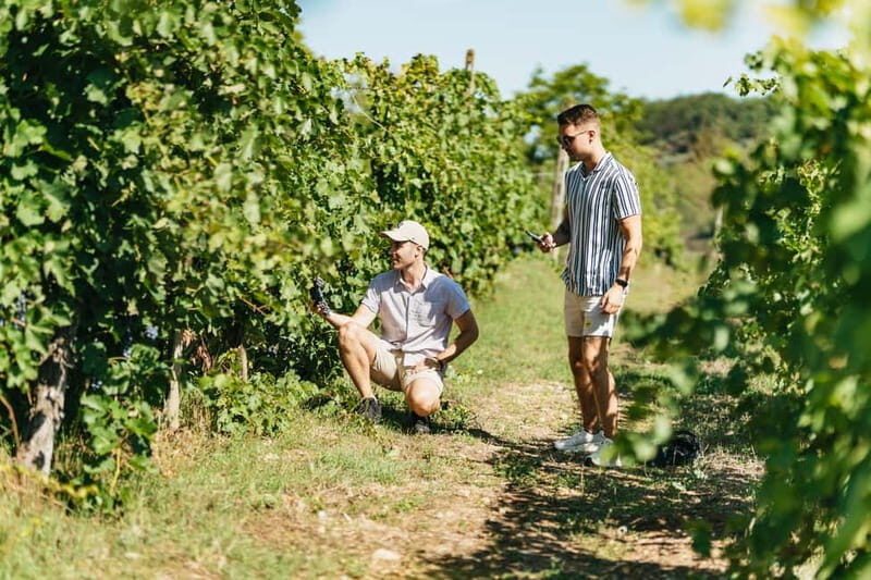 Florence: Chianti Wineries Tour with Wine Tasting - Cantina Stop Two: production methods, vineyard walks, and photo time