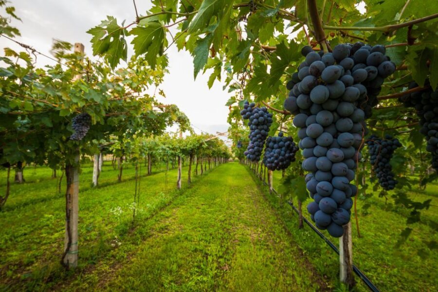 From Florence: Chianti Wine Tour with Tasting - From Florence to the Chianti hills: the ride matters