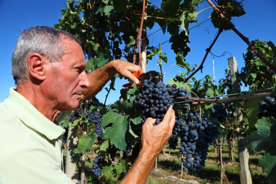 From Florence: Chianti Wine Tour with Tasting - Winery stop two near olive trees: a second personality for Chianti