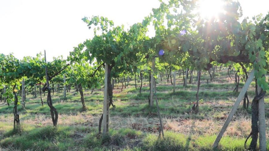 From Florence: Chianti Wine Tour with Tastings - What You Eat (and What You Should Not Expect)