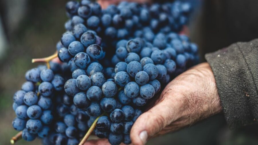 From Florence: Private Chianti Hills Tour with Tasting - Should you book this Chianti tour?