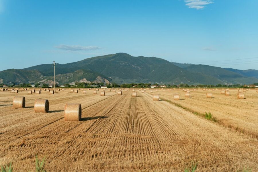 From Florence: Siena, San Gimignano, Pisa & Lunch at Winery - Who this tour fits best (and who should skip it)