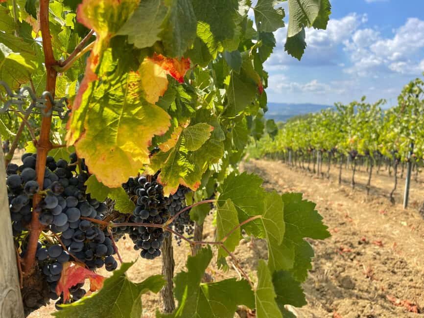 From Florence: Tuscany & San Gimignano Tour with 2 Tastings - Leaving Florence the easy way: Porta Romana meet-up and timing that makes sense