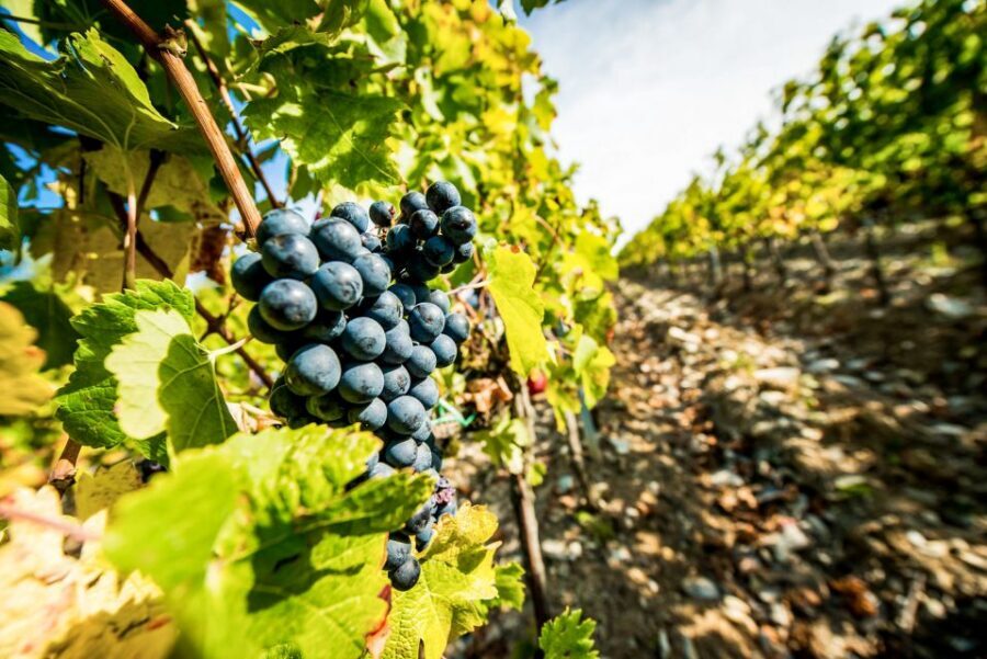 From Florence: Tuscany Wine & Food Tour with Guide - Winery Stop 2: the “different philosophy” lesson