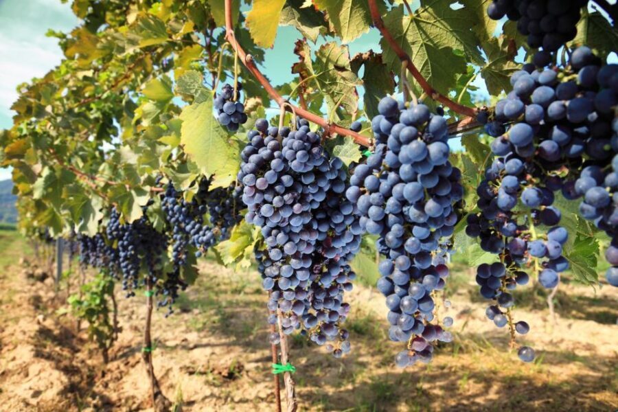 From Pisa or Lucca: Half-Day Tuscany Chianti Wine Tasting - Getting There by Minivan: Comfort, Timing, and What You’ll See