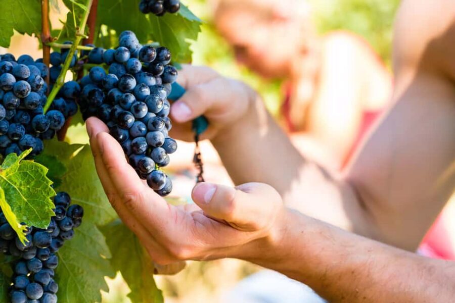 From Pisa or Lucca: Half-Day Tuscany Chianti Wine Tasting - Small-Group Feel and Guide Styles: Why It Matters
