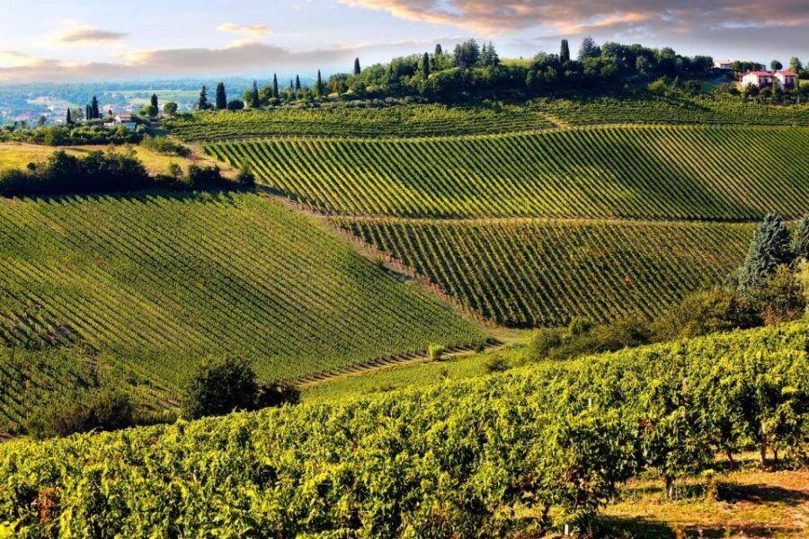 From Pisa or Lucca: Half-Day Tuscany Chianti Wine Tasting - Should You Book This Chianti Half-Day Wine Tasting?