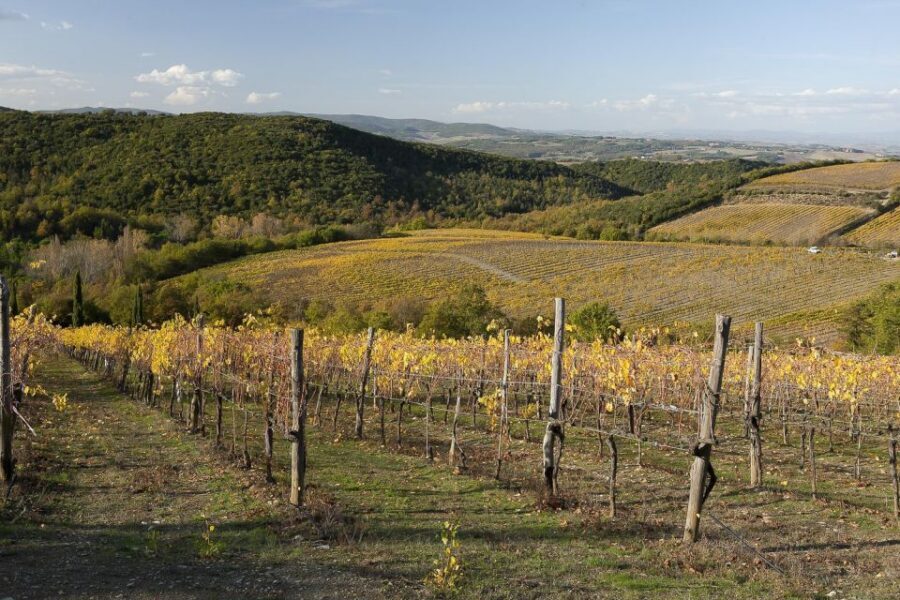 From Siena: Brunello di Montalcino Guided Wine Tour W/ Lunch - Who this tour fits best