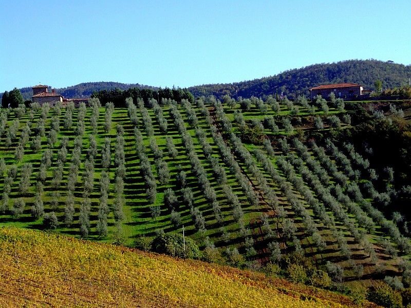 From Siena: Chianti and Castles Tour with Wine Tastings - What the guides really do: pacing, photo stops, and context