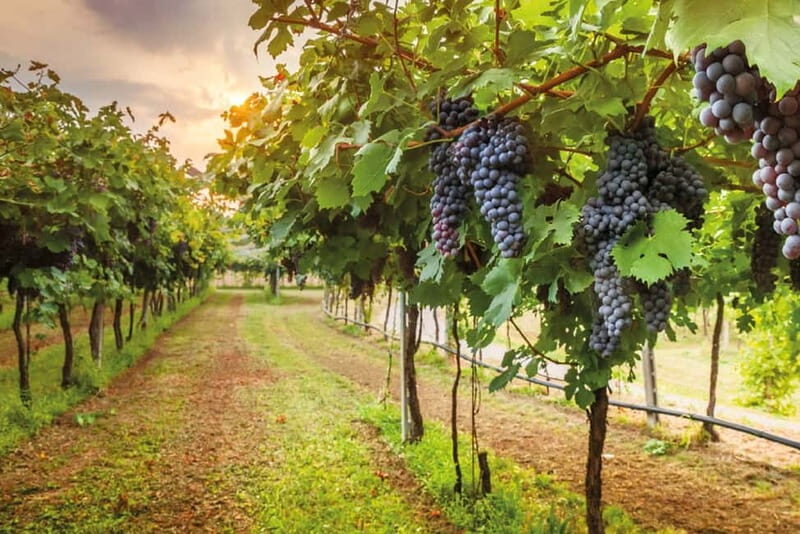 From Siena/Chianti: Dinner & Drinks in the Chianti Vineyards - Practicalities that matter: stairs, weather, pets, and dietary needs