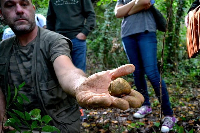 Full-Day Small-Group Truffle Hunting in Tuscany with Lunch - Should You Book This Tuscany Truffle and Wine Day Trip?