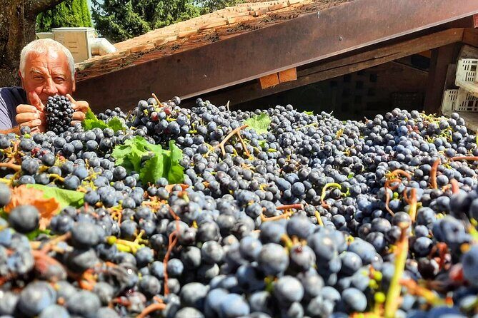 Greve in Chianti Wine Tasting and Winery Tour - A family-run Greve winery where Chianti feels local