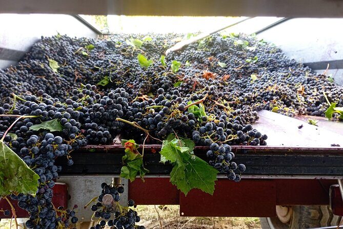 Greve in Chianti Wine Tasting and Winery Tour - Who this tour suits best (and who might want a different style)