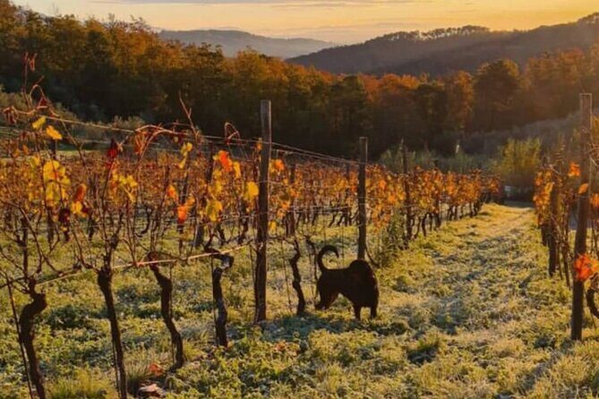 Honest Wines- Wine tasting at Cantina Biagiotti - Vineyard-to-cellar stop outside Lucca