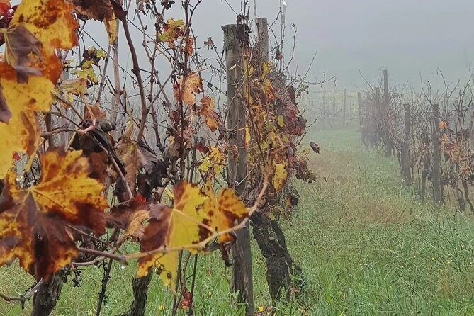 Honest Wines- Wine tasting at Cantina Biagiotti - Inside the cellar: tanks, barrels, and organic choices
