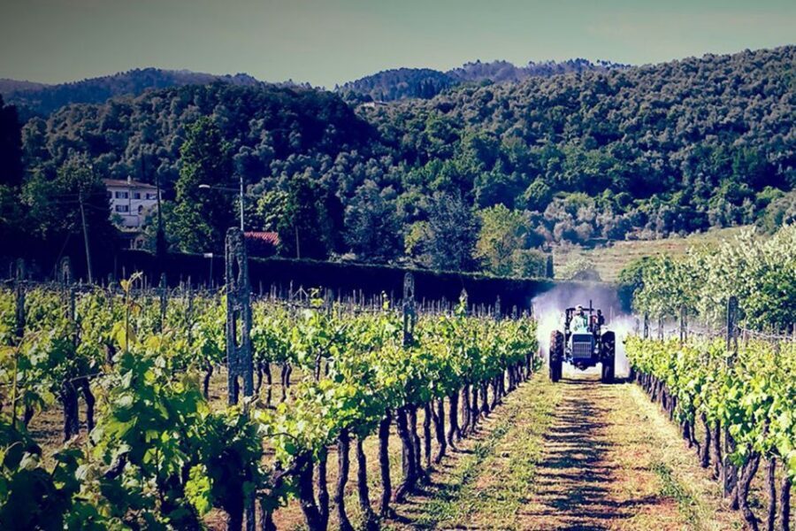 Lucca: Guided E-Bike and Wine Tour - Lucca’s walls plus Tuscan vines on one smooth half-day