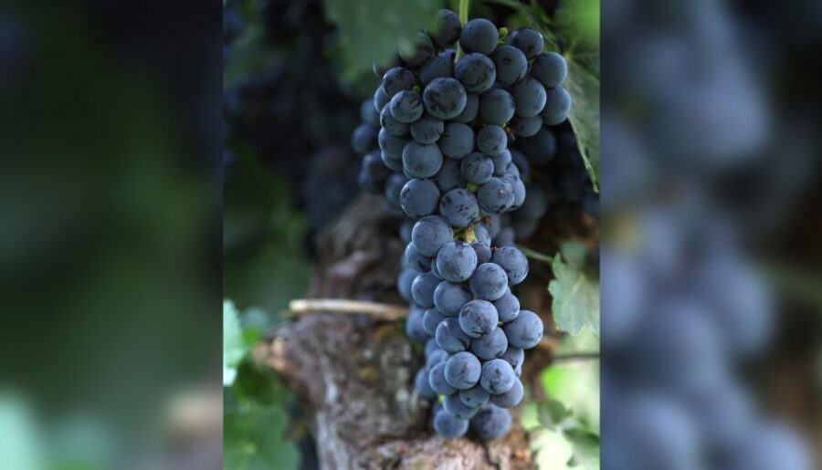 Lucca: Guided Winery Tour with Wine Tasting - Key highlights you’ll care about