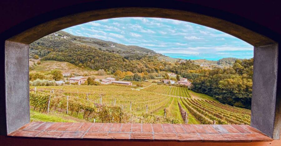 Lucca: Guided Winery Tour with Wine Tasting - Should you book Tenuta Adamo’s guided wine tasting?