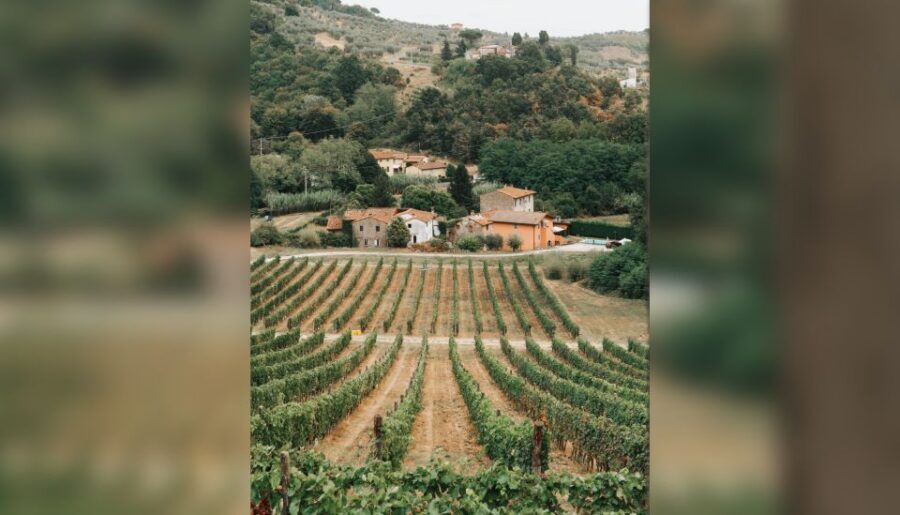 Lucca: Guided Winery Tour with Wine Tasting - Cellar learning: what you actually get from the tour