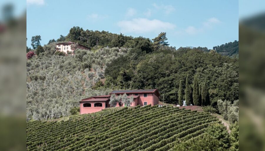 Lucca: Guided Winery Tour with Wine Tasting - Vineyard walk and patio time: the right balance