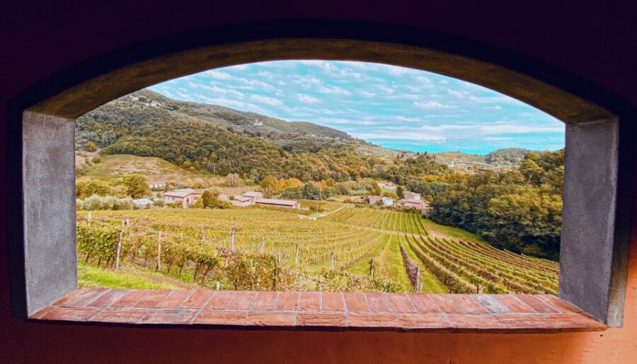 Lucca: Guided Winery Tour with Wine Tasting - Who should book this tour (and who might not)