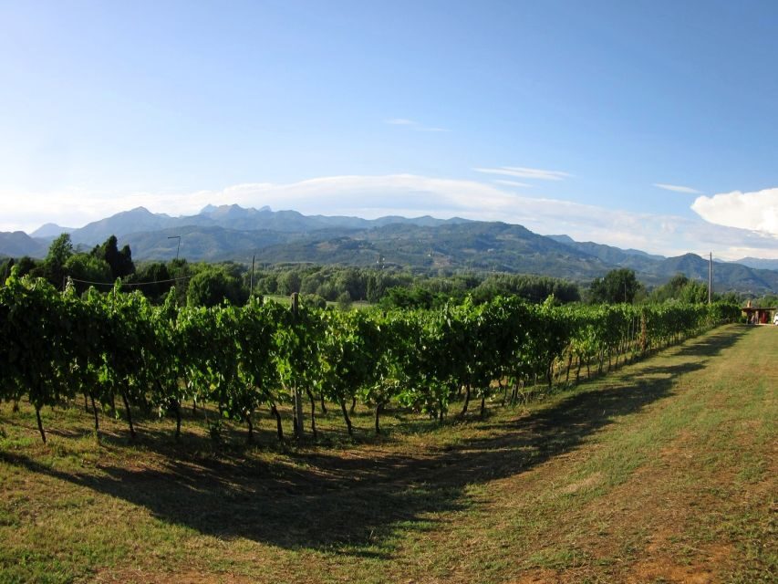 Lucca: Picnic Lunch at a Vineyard by Bike - Vineyard Arrival: The Welcome, Picnic Setup, and What’s Included