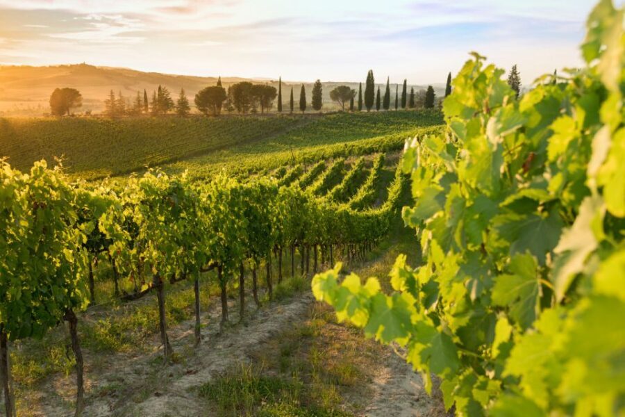 Montalcino: Brunello Wine Tasting Experience - Price and value: $38 for a castle tasting with a real sommelier