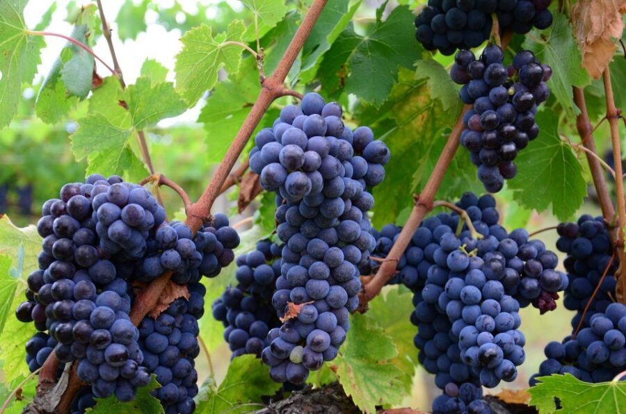 Montalcino: Brunello Wine Tasting Experience - The vineyard walk: where the lesson actually starts