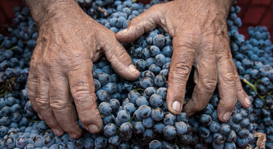 Montalcino: Brunello Wine Tasting & Lunch in a Tuscan Castle - Price and value: is $69 per person a good deal?