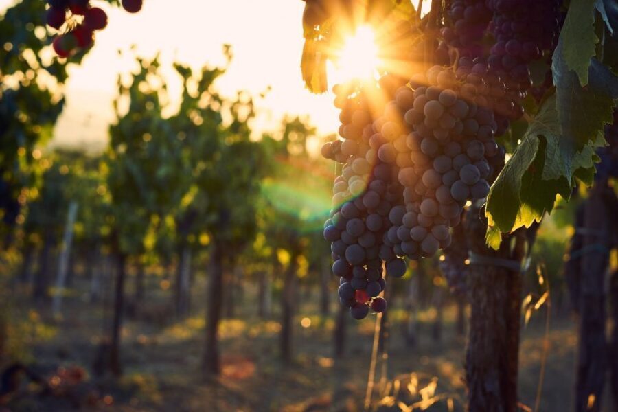Montalcino: Brunello Wine Tasting & Lunch in a Tuscan Castle - Who this Montalcino castle wine tasting is best for