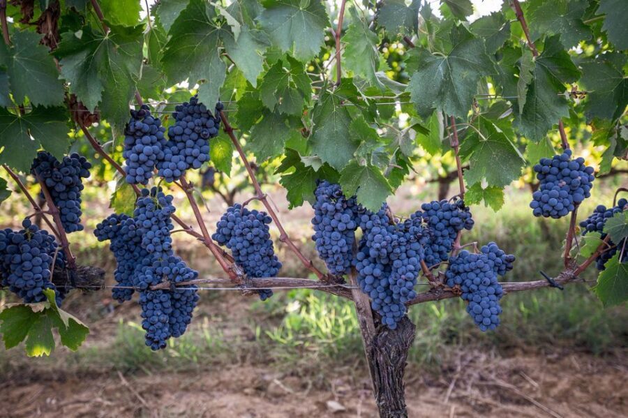 Montalcino: Private Cellar Tour, Wine Tasting & Appetizers - The Private Cellar Tour: Grape to Bottle in Plain Terms