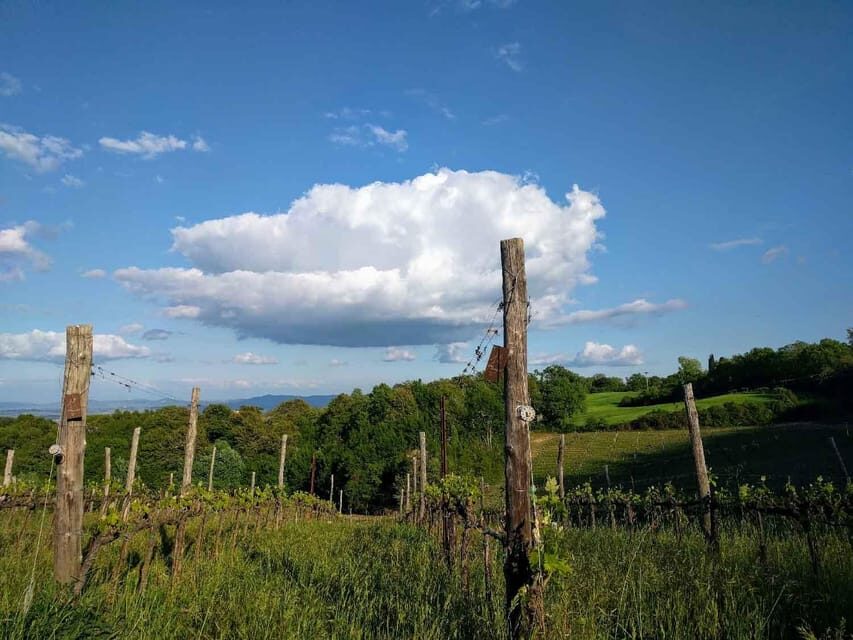 Montepulciano: Artisan Heroic Wine Tasting at the Terrace - How the 2-Hour Pace Feels in Real Life