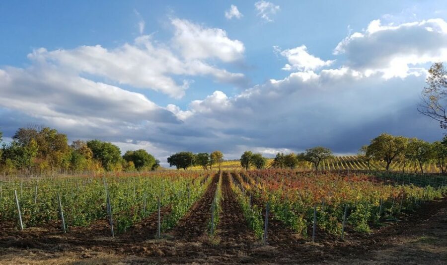 Montepulciano: Tuscan Winery Tour with Wine Tasting & Meal - Should you book this Montepulciano vineyard dinner tour?