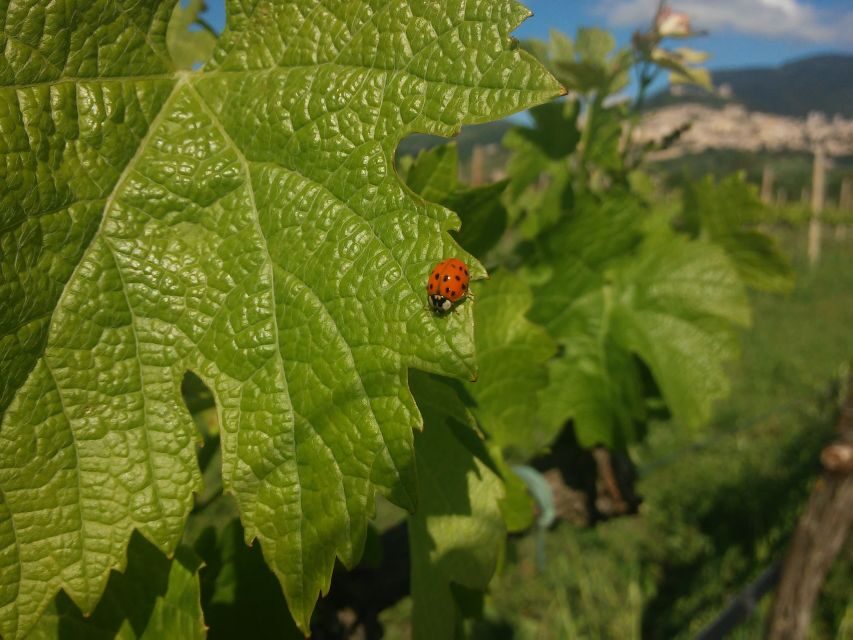 Pic nic Deluxe Assisi and wine tasting 5 wines - SAIO at the foot of Assisi: where the experience really starts