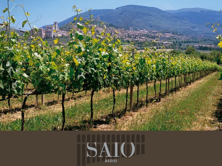 Pic nic Deluxe Assisi and wine tasting 5 wines - Price and value: why $52 can feel like a steal