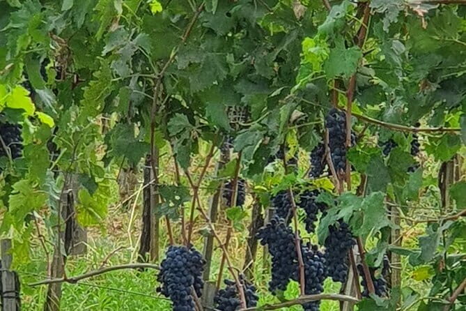 Private Tour of Chianti Siena and San Gimignano by Minivan - Wine, Food, and Spending Smarter at the Winery