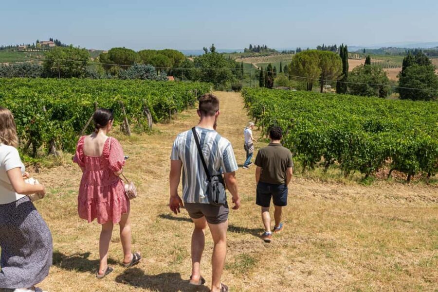 San Gimignano: Premium Wine Tour with Lunch - Lunch in an elegant room (or on a panoramic terrace)