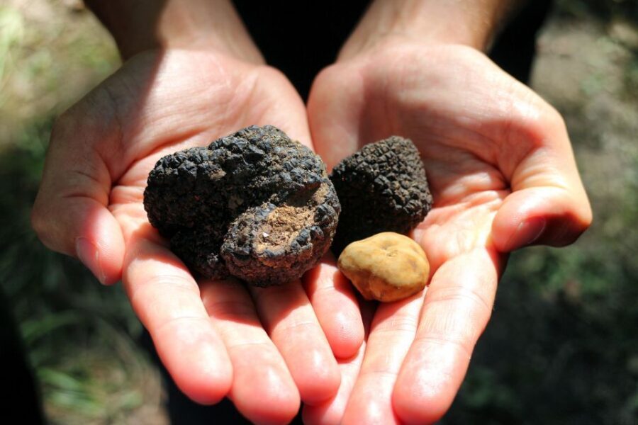 San Gimignano: Truffle Hunting with Lunch & Wine Tasting - Key things you’ll notice right away
