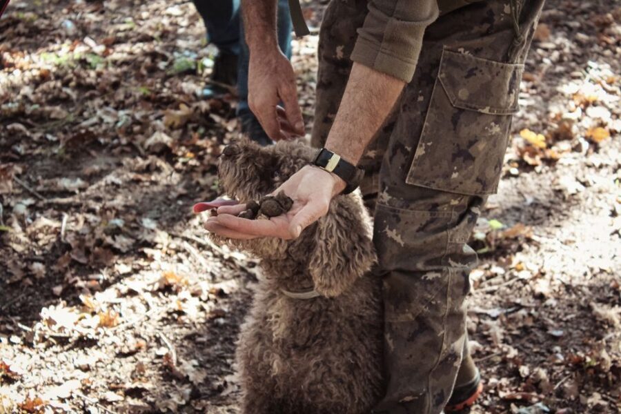 San Gimignano: Truffle Hunting with Lunch & Wine Tasting - San Gimignano Truffle Hunting at Tenuta Torciano: What You’re Really Buying