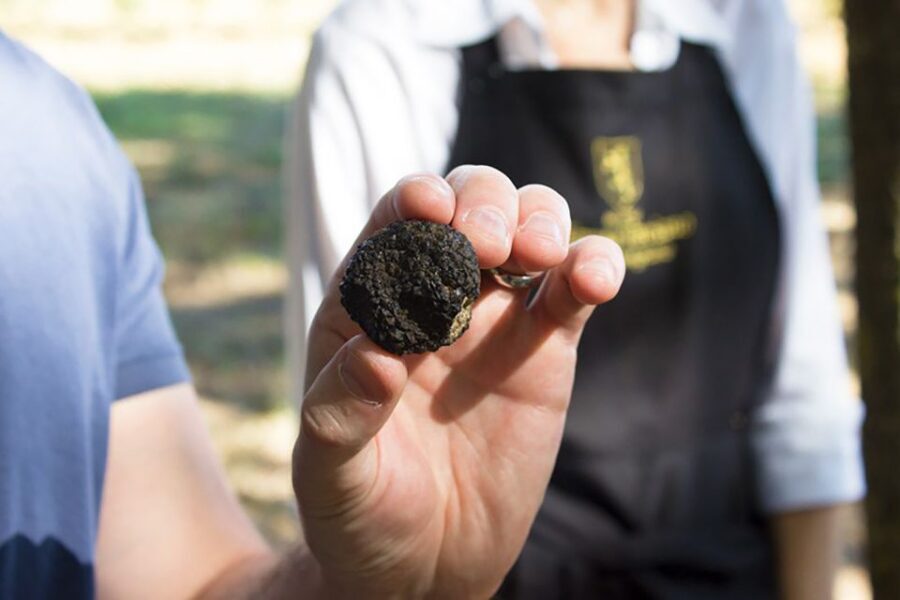 San Gimignano: Truffle Hunting with Lunch & Wine Tasting - The Lunch Reset at the Winery: Traditional Food, Big Portions, Real Comfort