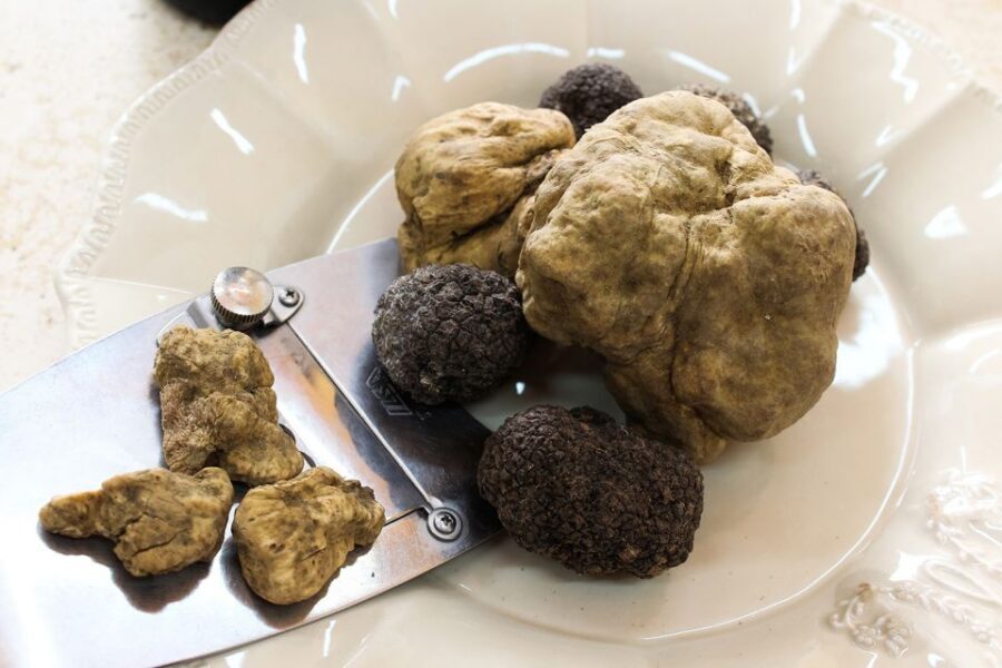 San Gimignano: Truffle Hunting with Lunch & Wine Tasting - Who This Tour Fits Best (And Who Might Want a Different Plan)